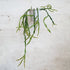 Rhipsalis paradoxa - 13cm pot - Plantsmith | Indoor Plants Melbourne